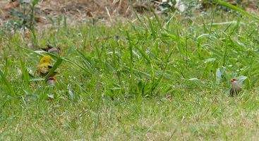 A Saffron Finch and Common Waxbills